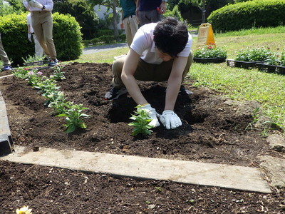 花の苗植えの様子2
