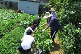 「野菜」の授業を行う畑