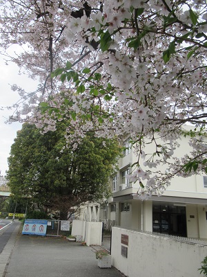 R5 桜
