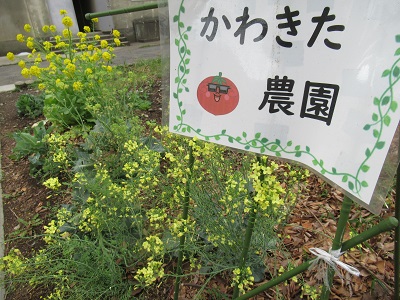 かわきた農園