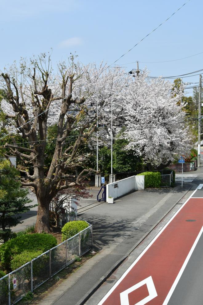 歩道橋からの桜