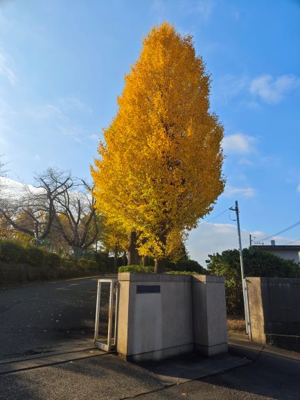 正門秋1