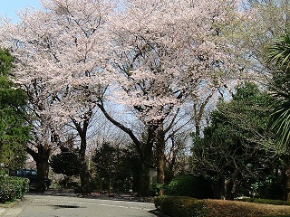 桜