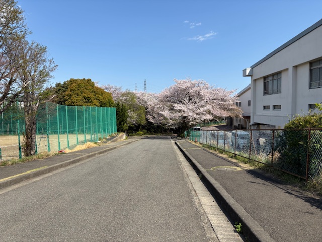 sakura2