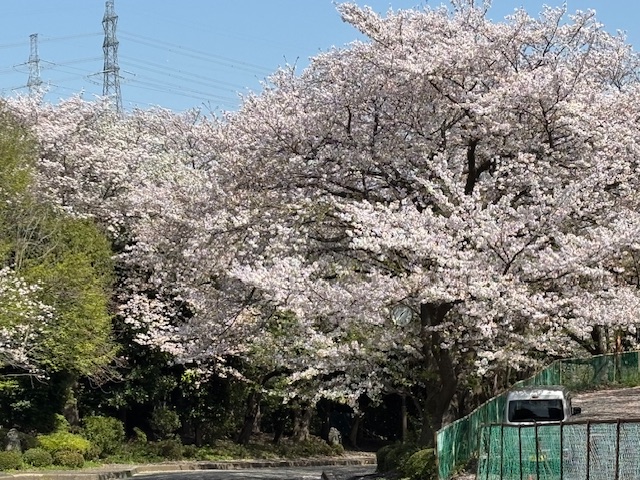 sakura1
