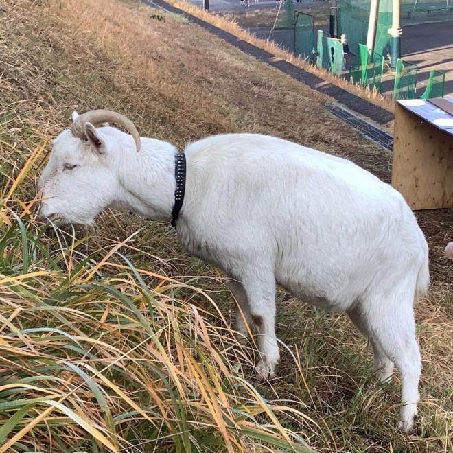 生物探究ヤギ