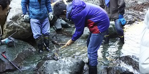 神奈川県の化石「丹沢層群のサンゴ化石群」周辺を整備4