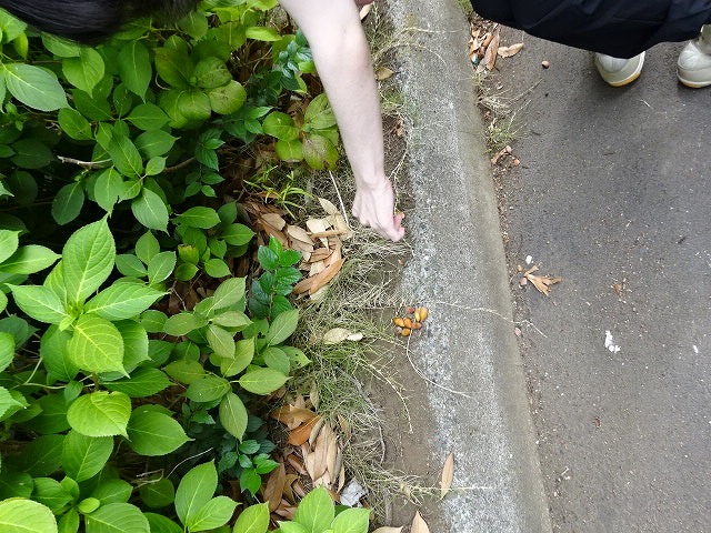 地面に落ちているどんぐりを拾う様子