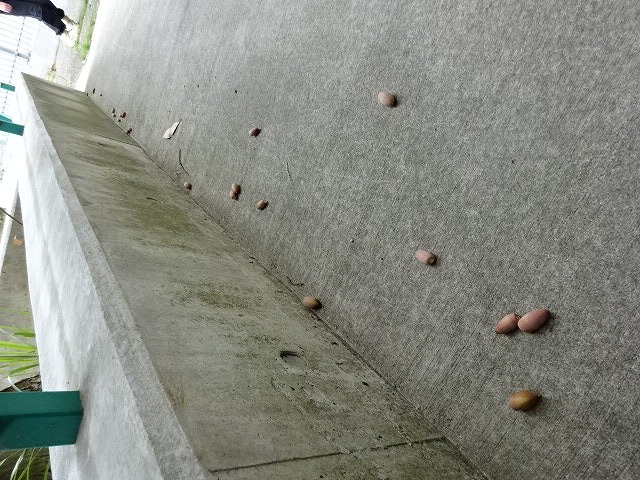 地面に落ちているどんぐり
