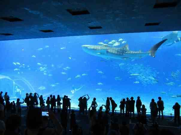 美ら海水族館_大水槽3_2