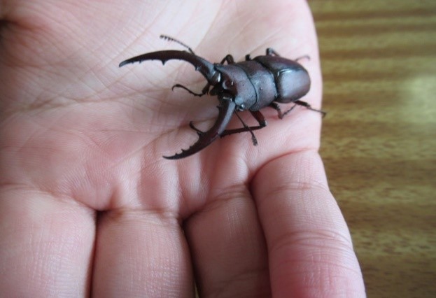 クワガタ1