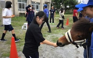 ポニー1a