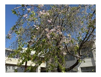 桜