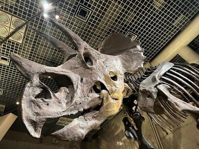 【校外学習レポート/国立科学博物館】2