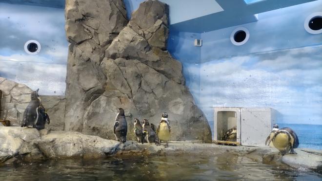penguin