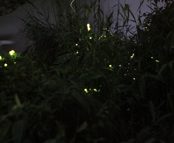 ほたる祭り5
