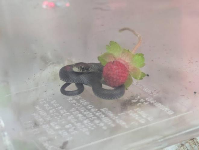 生物部活動写真2