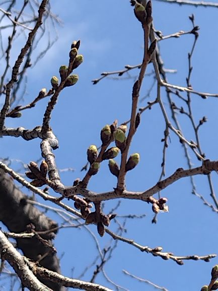 春はもう少しイメージ