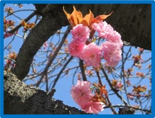 桜イメージ1