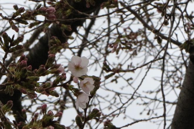 3月19日(木曜日)の生徒のようす03