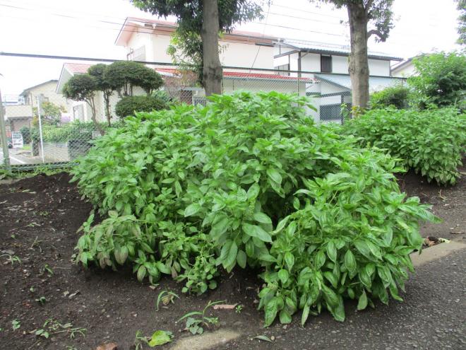 バジルのようす01