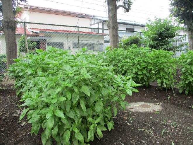 バジルのようす02