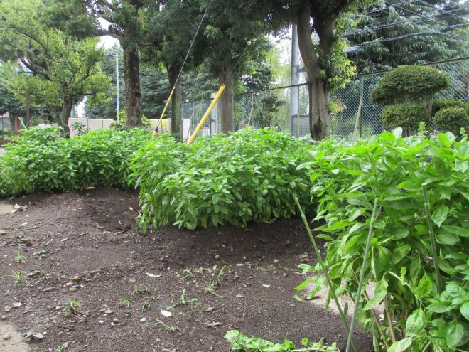 バジルのようす03