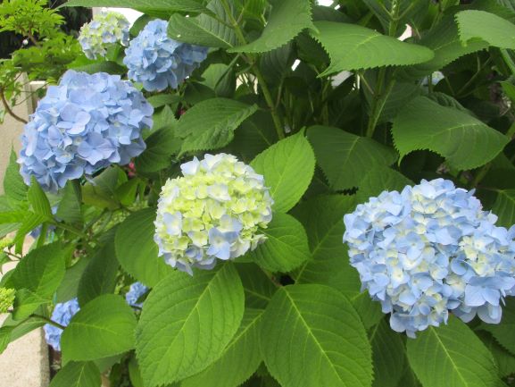 5月28日(木曜日)の生徒のようす26