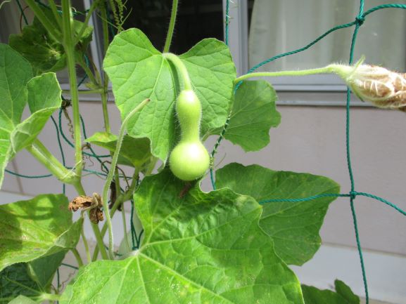 6月11日(木曜日)の生徒のようす10