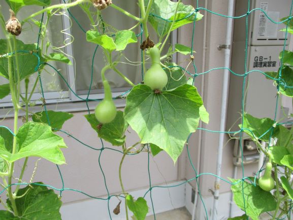 6月11日(木曜日)の生徒のようす11