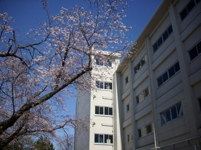 西館わきの桜はきれいに咲いてきました