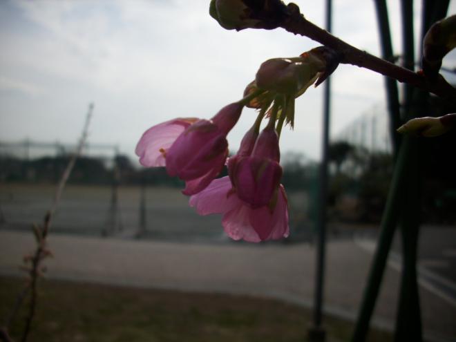 卒業記念の桜
