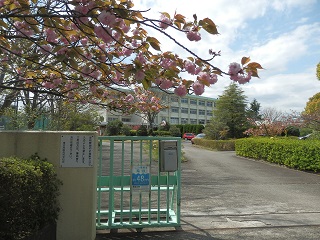 正門八重桜