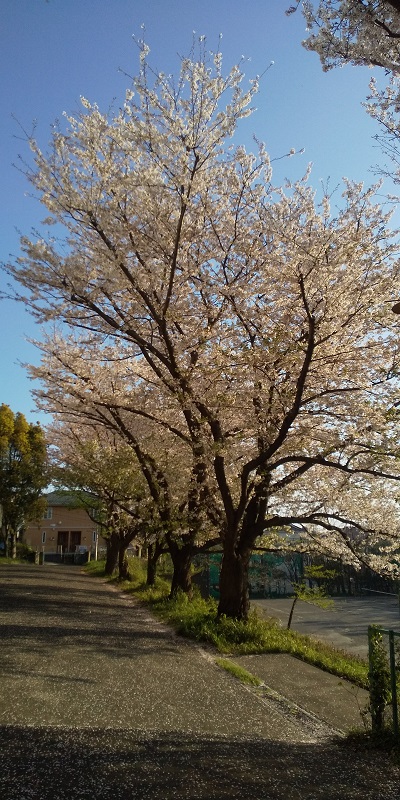 taiikukanyokosakura