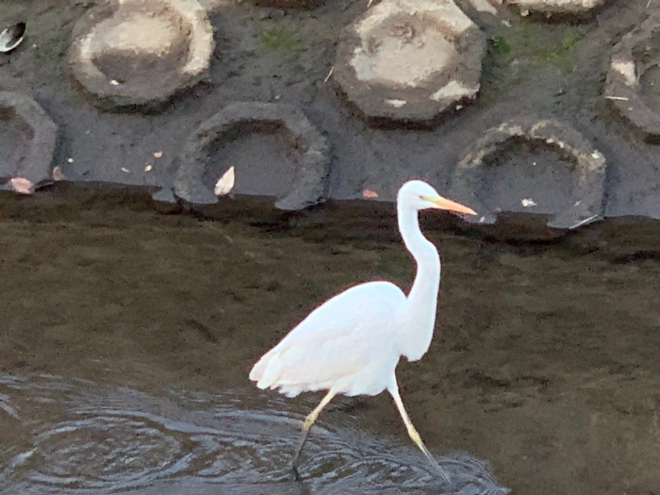 一歩ふみだす和泉川