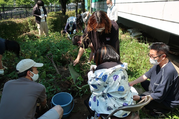 インカのめざめ収穫