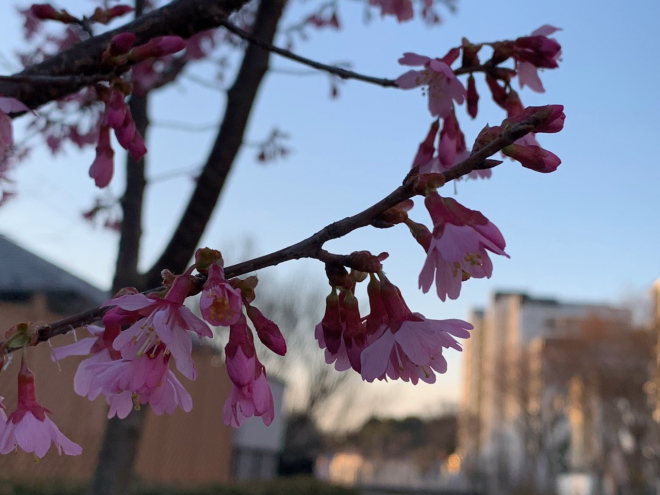 河津桜