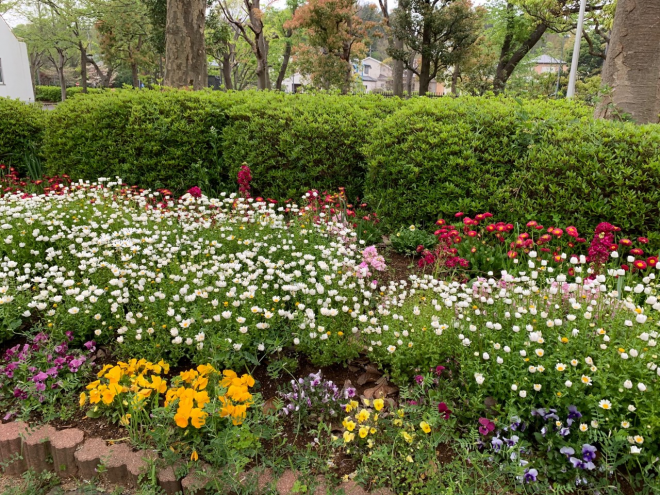 ボランティア花植え