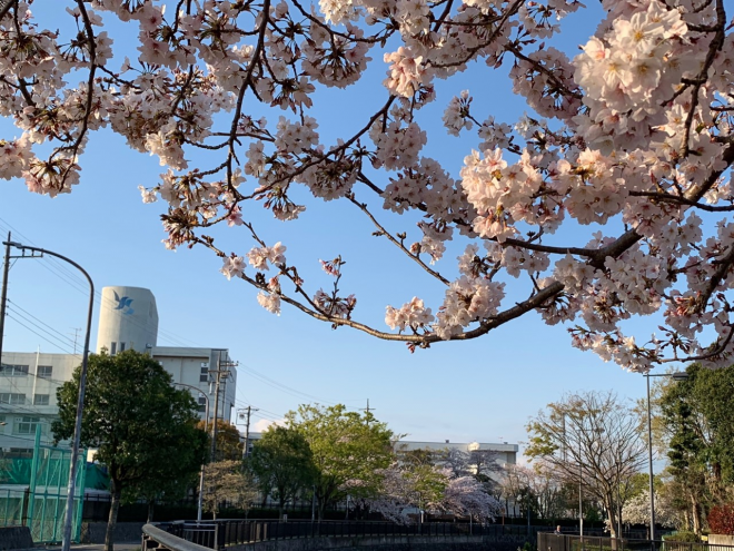 在校生に見てほしかった花