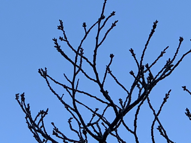 正門前の桜