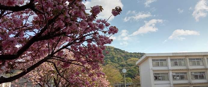 八重桜と校舎