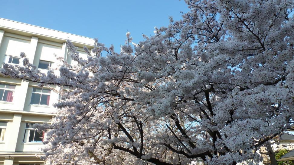 満開の桜