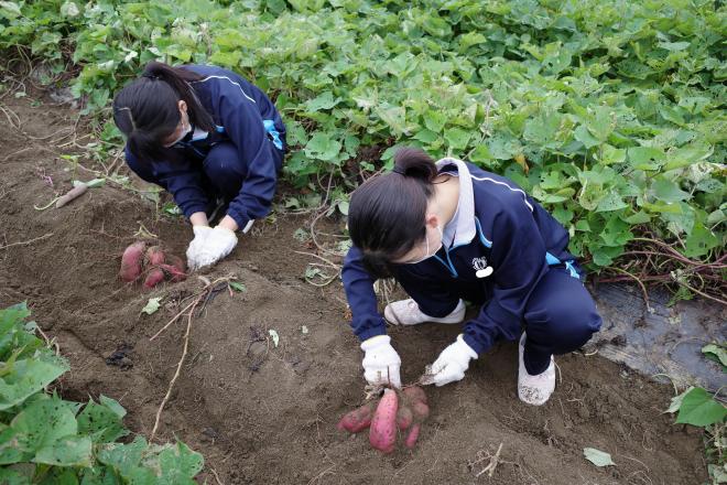 子どもの発達と保育 さつまいもの収穫 神奈川県立吉田島高等学校