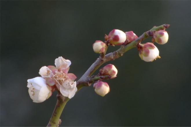 開花が進む