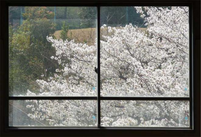 窓越しの桜は満開
