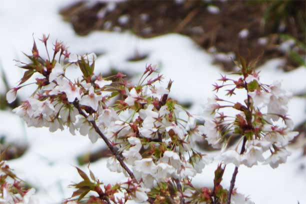 桜と雪