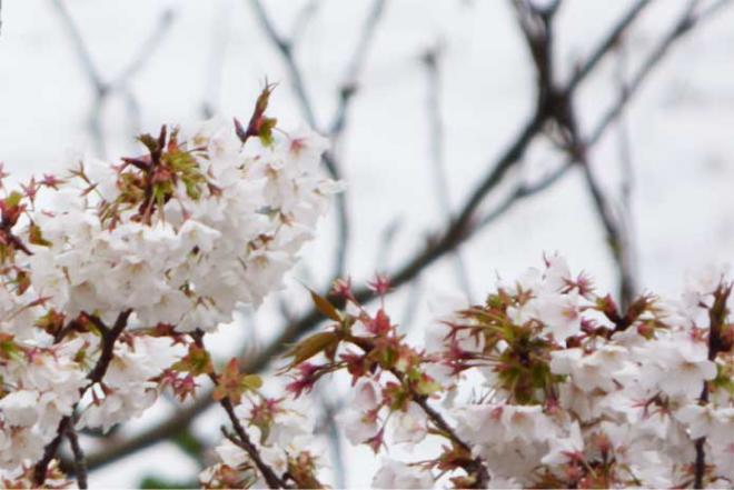 桜と雪