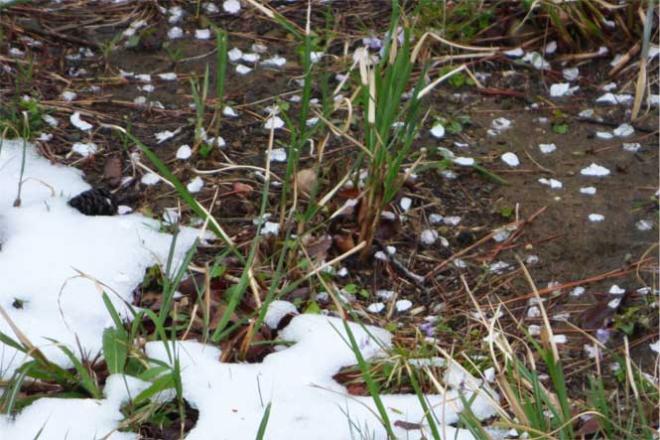 雪が解け、まだらになった地面