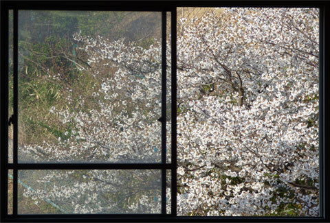 窓の桜