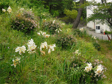 昨年7月3日のユリ開花状況